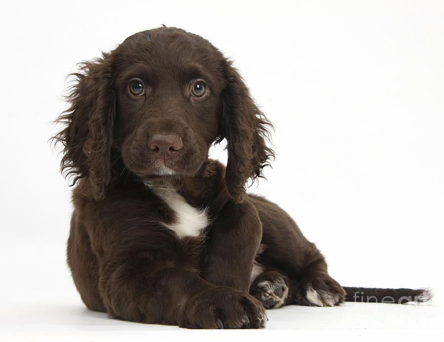 Nature Photograph - Chocolate Cocker Spaniel Puppy by Mark Taylor