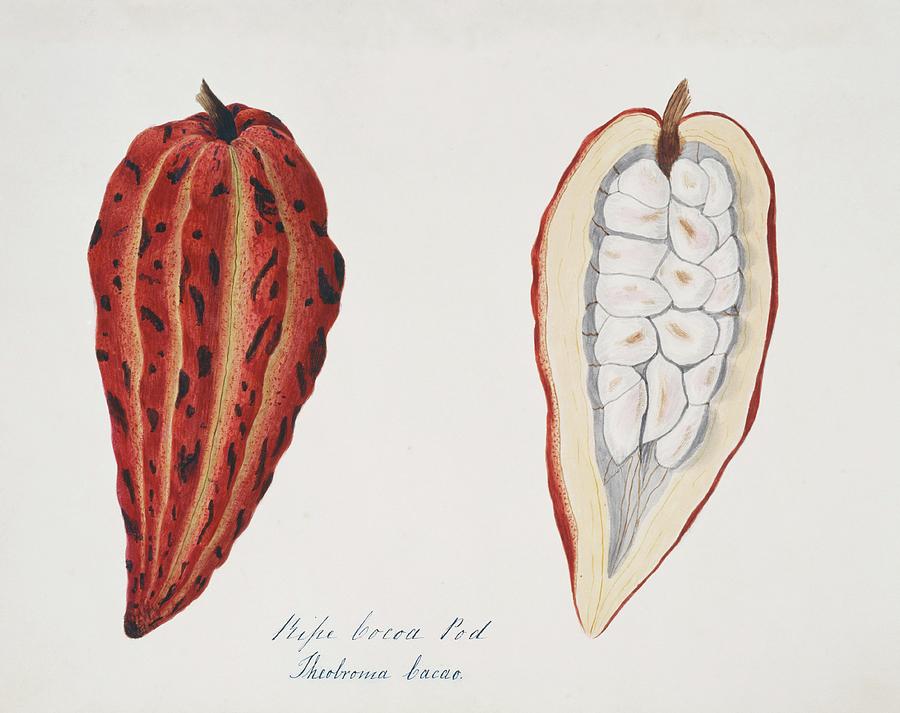 Mountain Photograph - Chocolate Cocoa Pod by Natural History Museum, London/science Photo Library