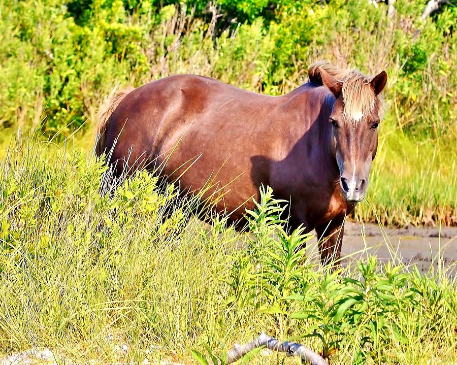 Chocolate Color - Wild Horses of Assateauge Island Photograph by Kim Bemis