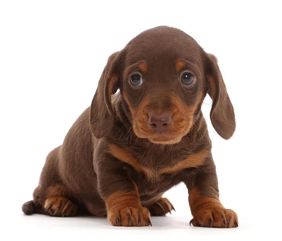 Chocolate Dachshund Puppy Photograph by Mark Taylor