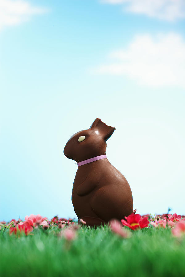 Chocolate Easter bunny with half of ear bitten off sitting on grass Photograph by Martin Poole