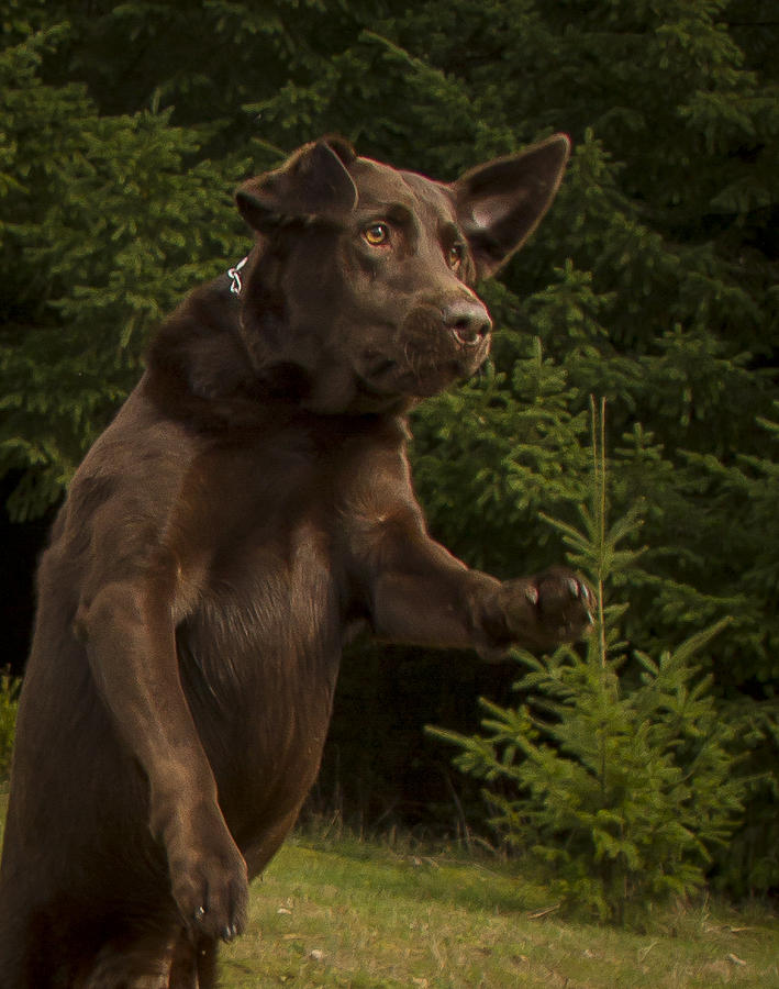 Chocolate Lab Drama Photograph by Jean Noren
