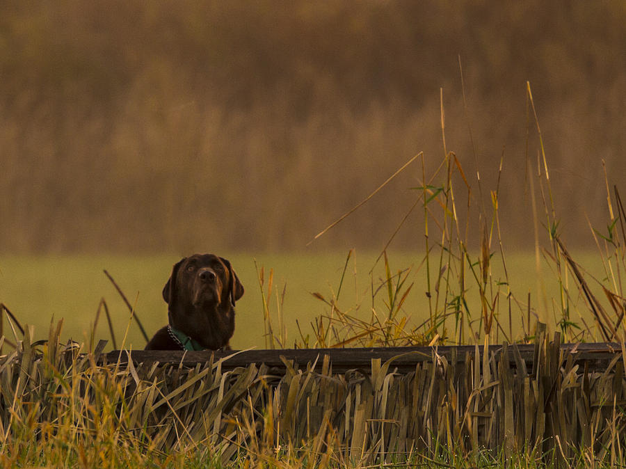 Fall Photograph - Chocolate Lab Hunting Ducks by Jean Noren