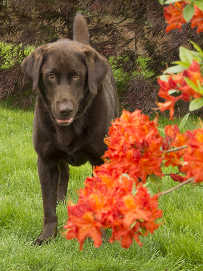 Spring Photograph - Chocolate Lab in Azaleas  by Jean Noren