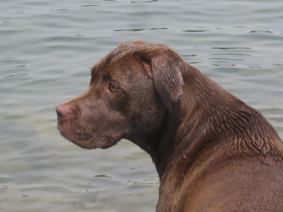 Dog Photograph - Chocolate Lab On Lake by Alison Margaret