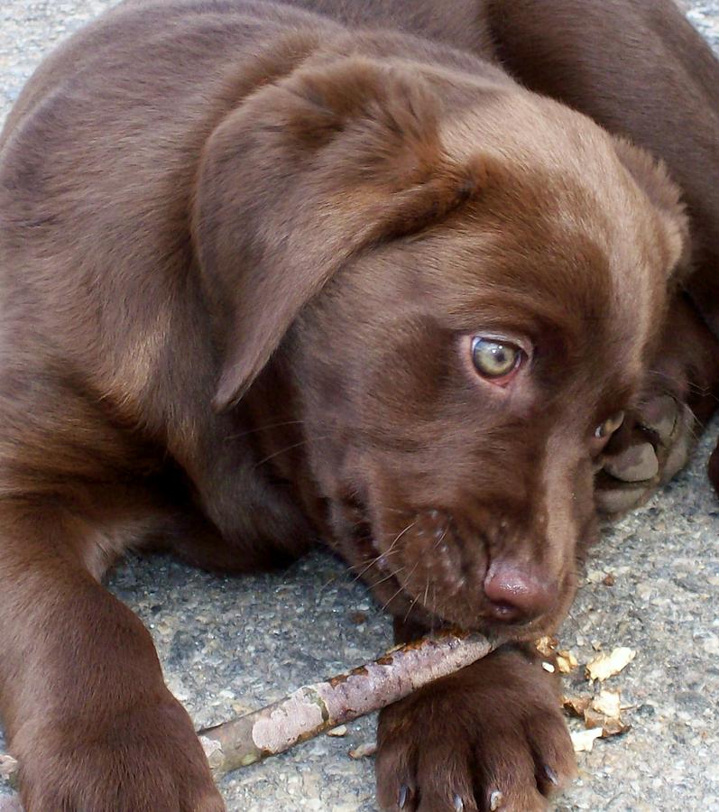 Chocolate Lab Pup Photograph by Barbara S Nickerson