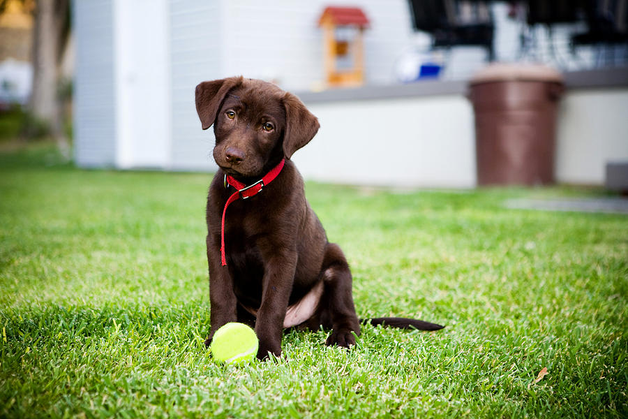 Chocolate lab puppy Photograph by Image by Erin Vey