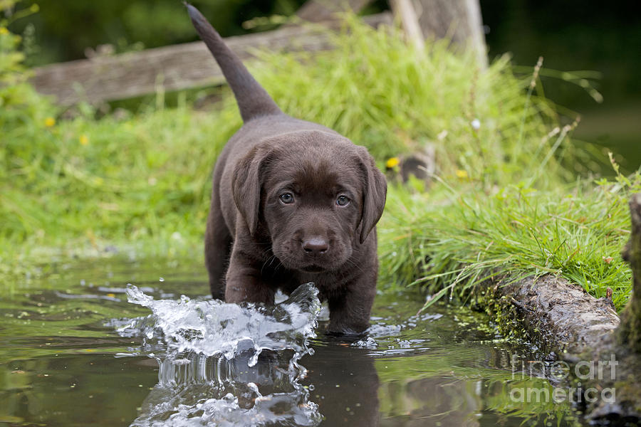 Chocolate Lab Puppy In Water Photograph by John Daniels