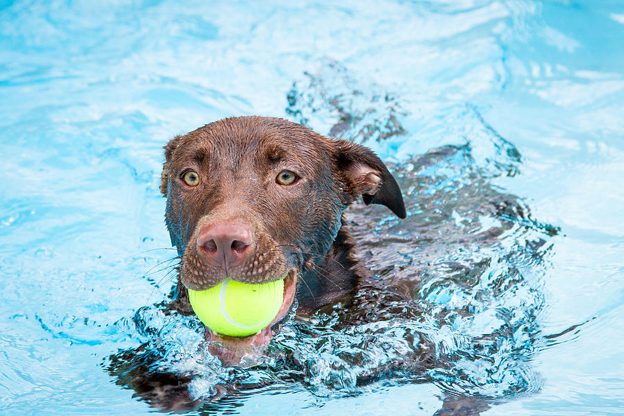 Chocolate Lab Puppy Swimming by Eleanor Abramson - Chocolate Lab Puppy ...