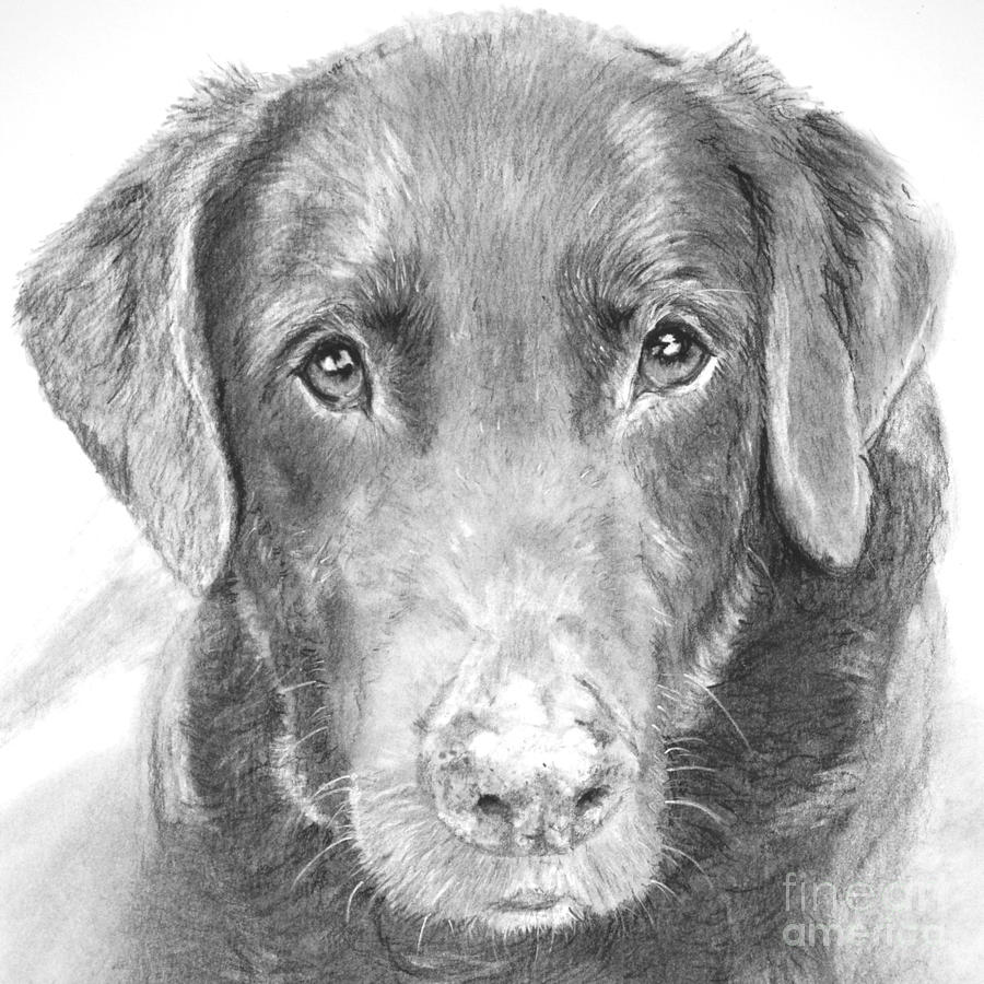 Nature Drawing - Chocolate Lab Sketched in Charcoal by Kate Sumners