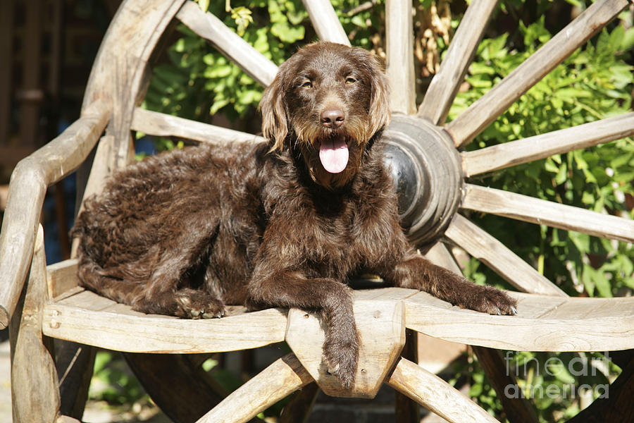 Dog Photograph - Chocolate Labradoodle On Wooden Chair by John Daniels