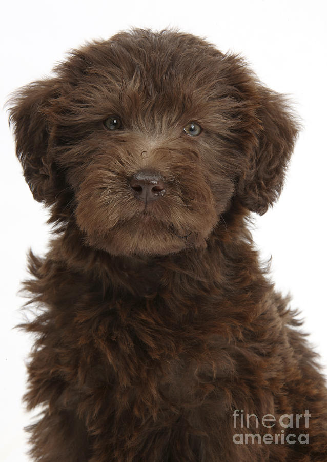 Chocolate Labradoodle Puppy Photograph by Mark Taylor