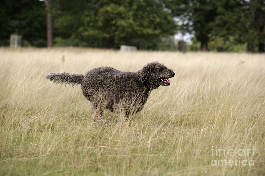 Chocolate Labradoodle Running In Field Photograph by John Daniels