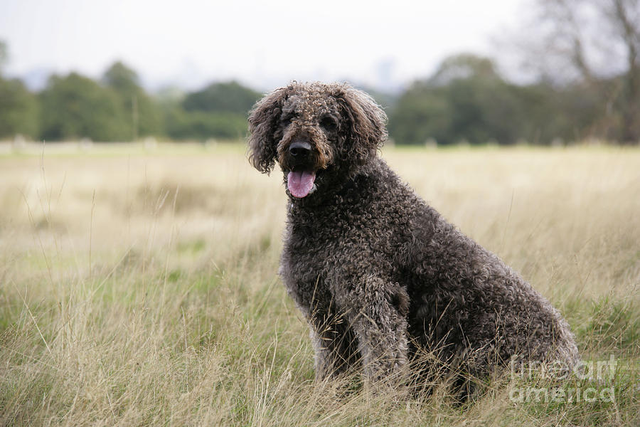 Dog Photograph - Chocolate Labradoodle Sitting In Field by John Daniels