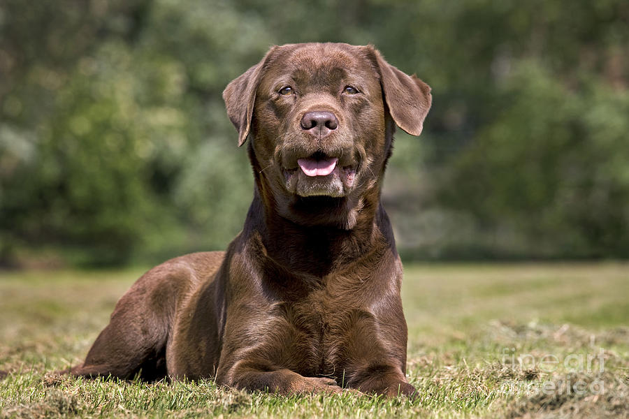 Mammal Photograph - Chocolate Labrador Dog by Johan De Meester