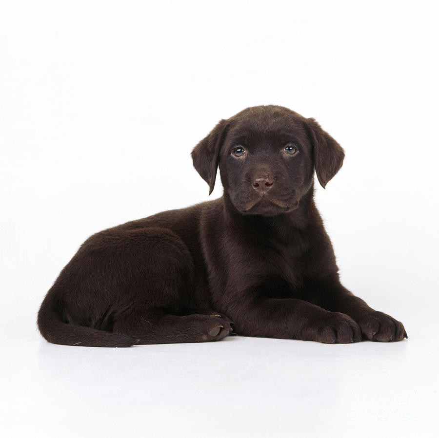 Mammal Photograph - Chocolate Labrador Dog by John Daniels