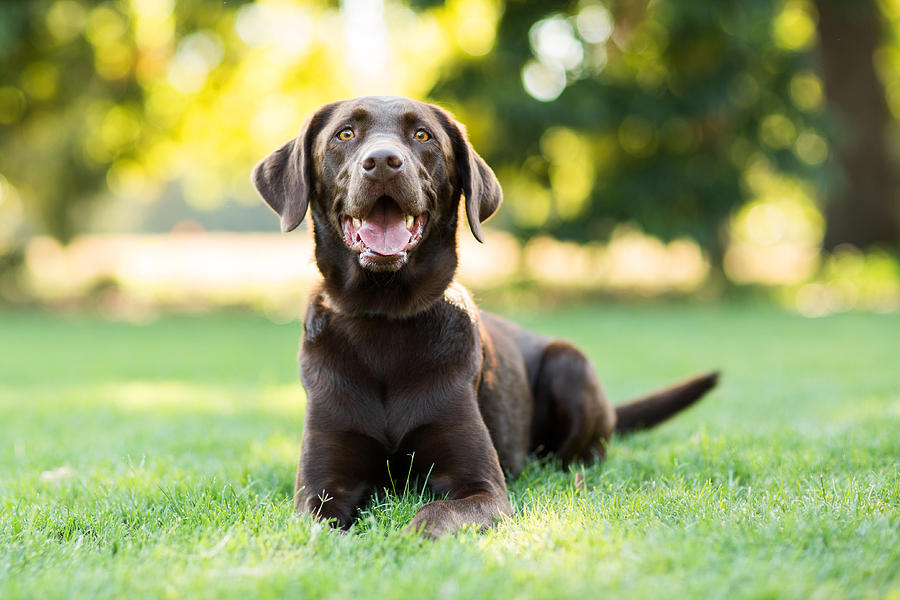 Chocolate Labrador Dog Laying on Grass Outdoors Photograph by Purple Collar Pet Photography