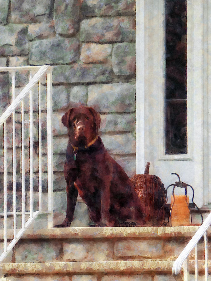 Chocolate Labrador on Porch Photograph by Susan Savad