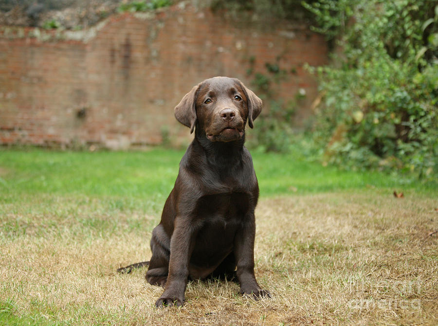 Nature Photograph - Chocolate Labrador Pup Sitting by Mark Taylor