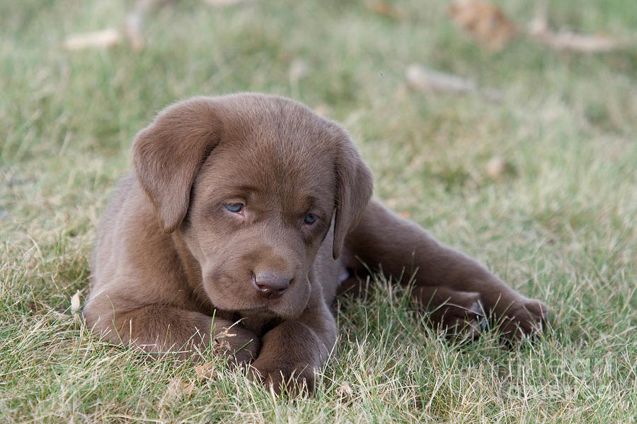 Labrador Retriever Photograph - Chocolate Labrador Puppy by Linda Freshwaters Arndt
