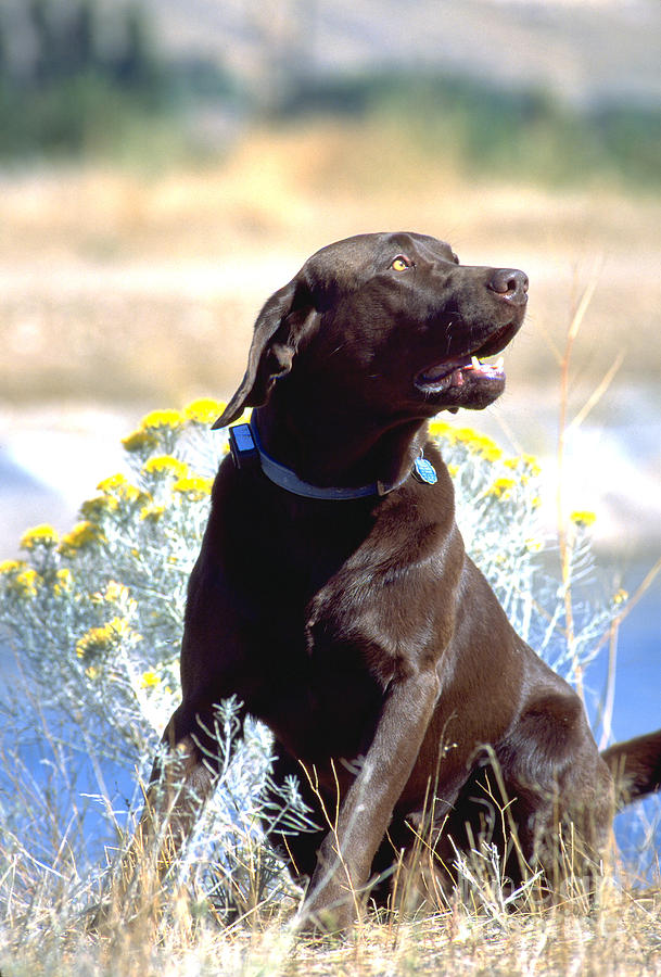 Labrador Retriever Photograph - Chocolate Labrador Retriever Male 5 by William H. Mullins