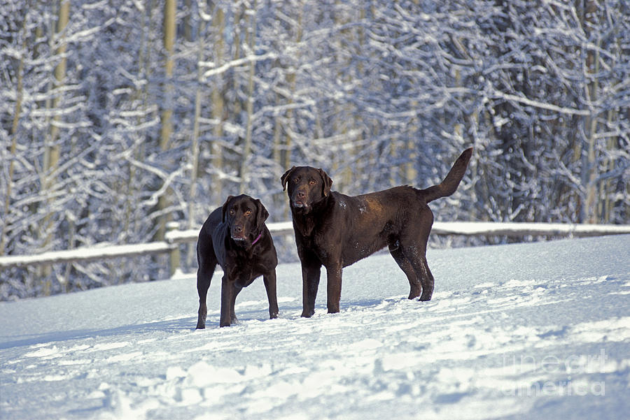 Winter Photograph - Chocolate Labrador Retrievers by Rolf Kopfle