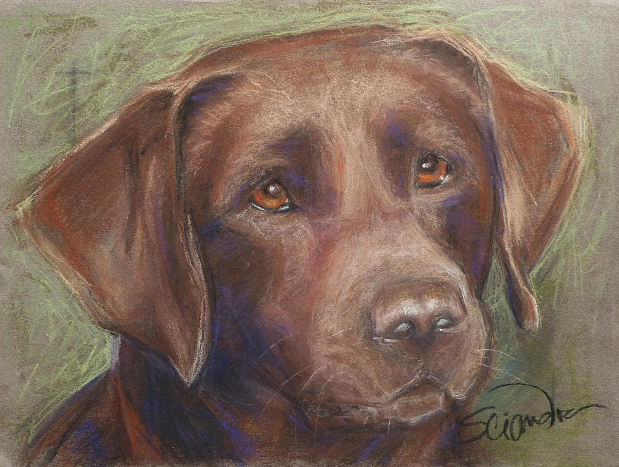 Chocolate Labrador Painting by Sciandra  