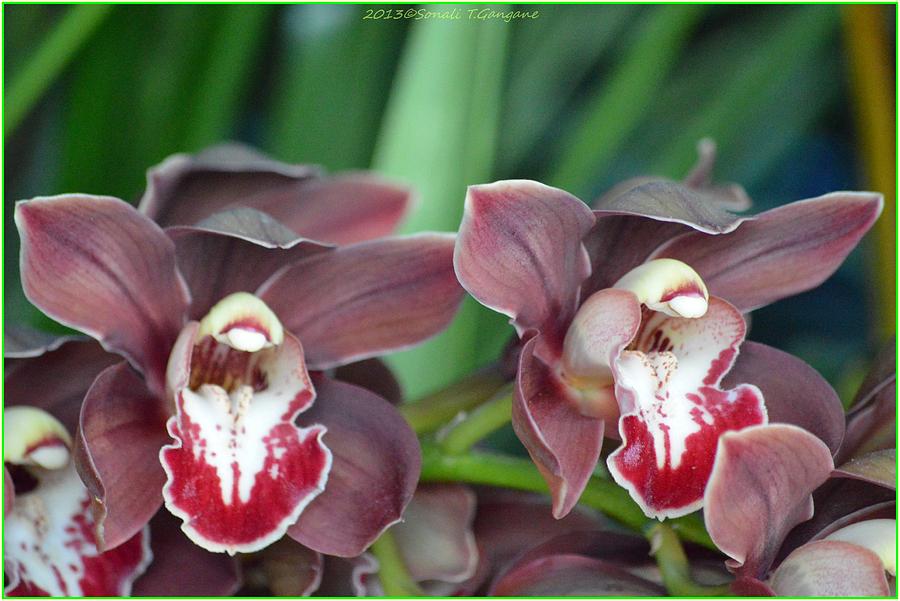 Chocolate Orchids Photograph by Sonali Gangane