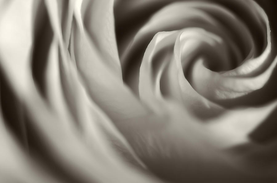 Chocolate Swirl Photograph by Sandra Parlow