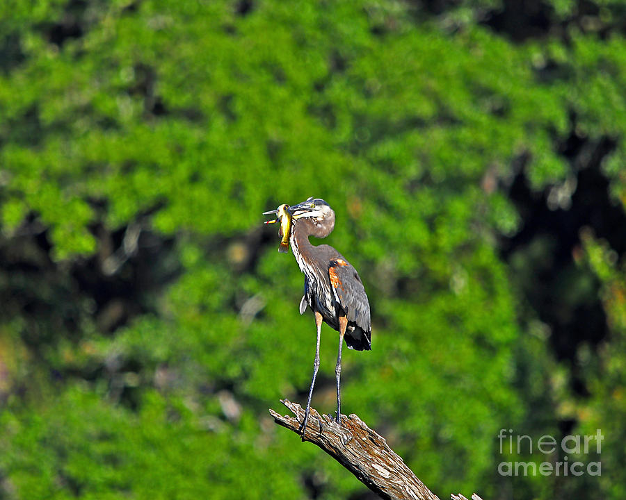 Heron Photograph - Choice Catch by Al Powell Photography USA