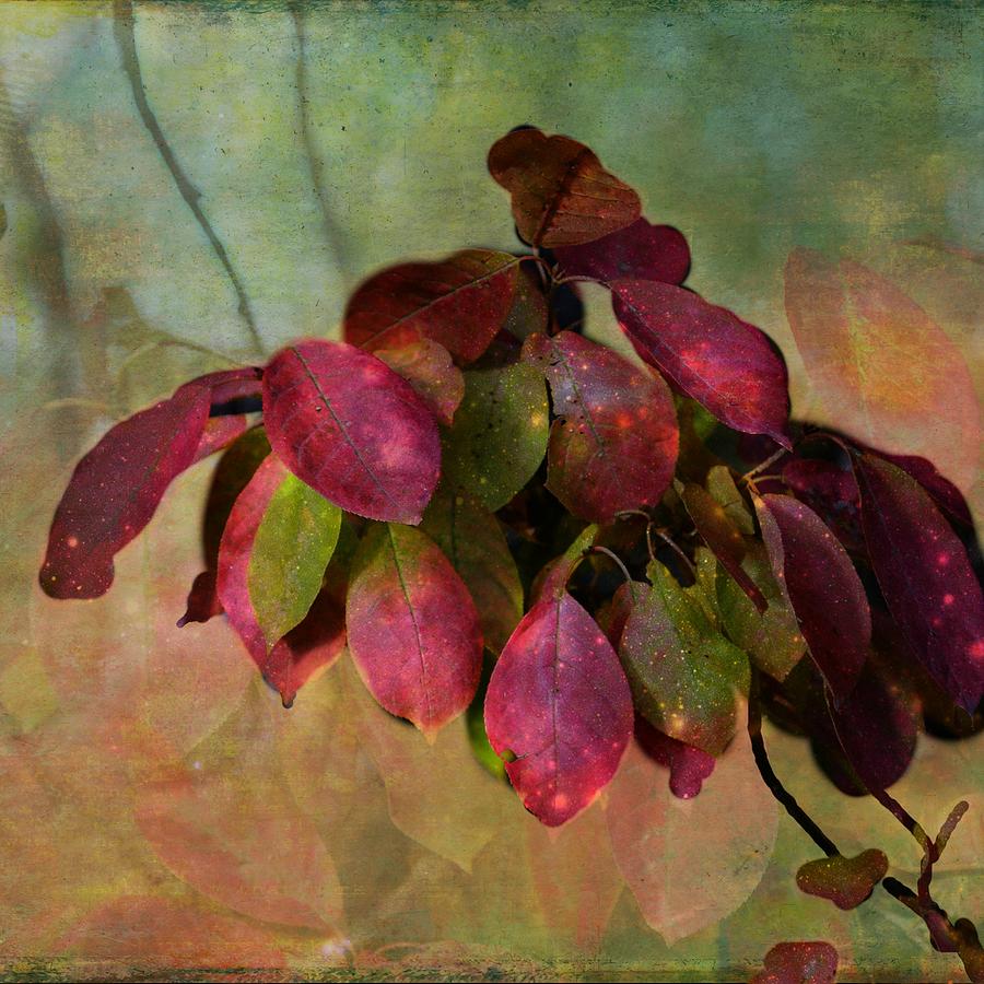Nature Photograph - Chokecherry Leaves by Shirley Sirois
