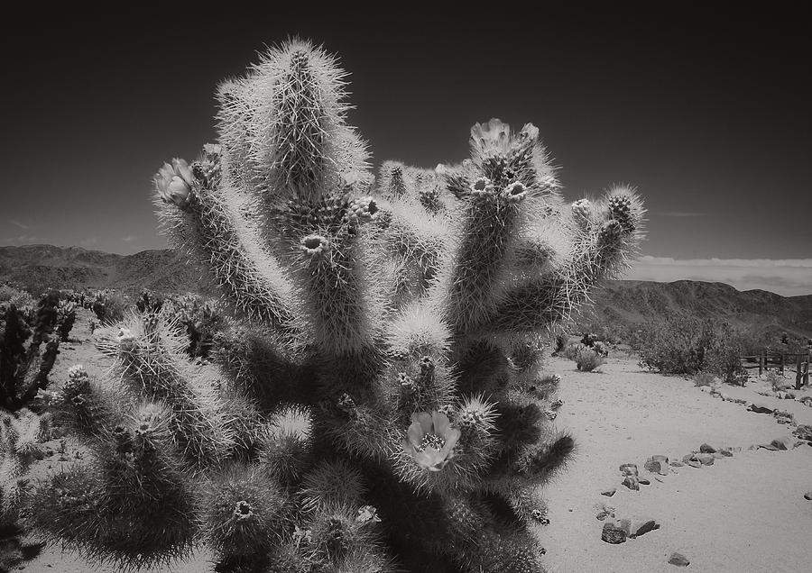 Cholla Up Close and Personal Photograph by Sandra Selle Rodriguez