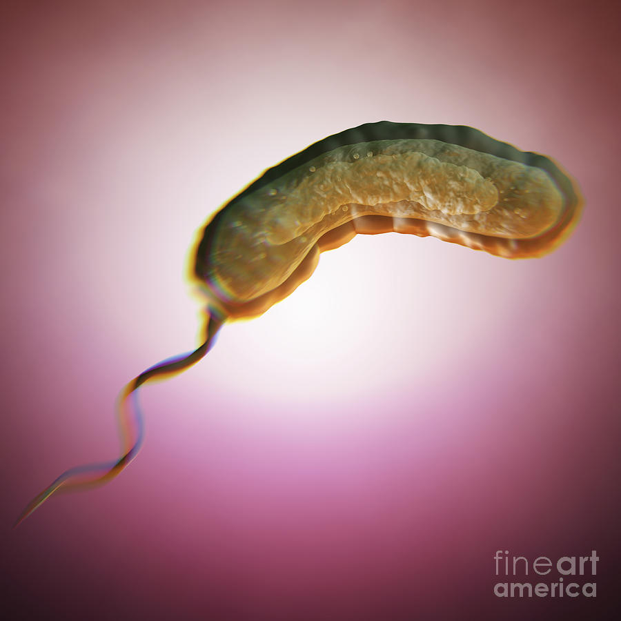 Cholera Bacterium Photograph by Science Picture Co