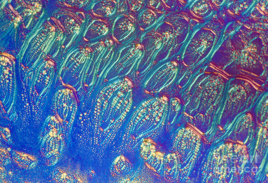 Cholesteric Liquid Crystals Photograph by James M. Bell