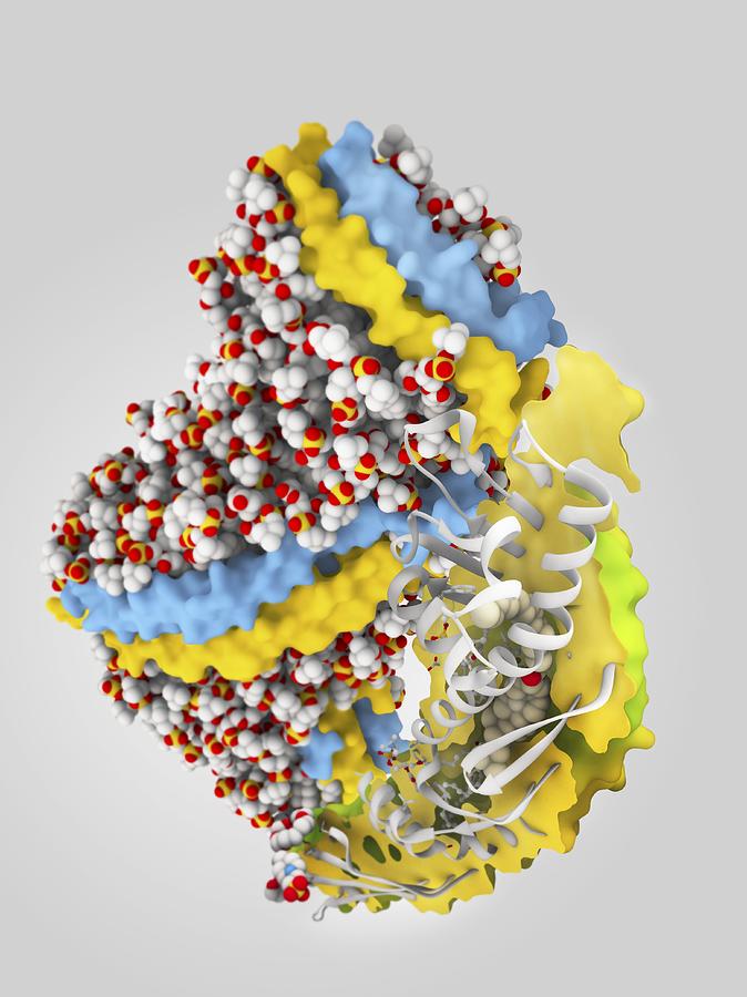 Transportation Photograph - Cholesteryl ester transfer protein by Science Photo Library