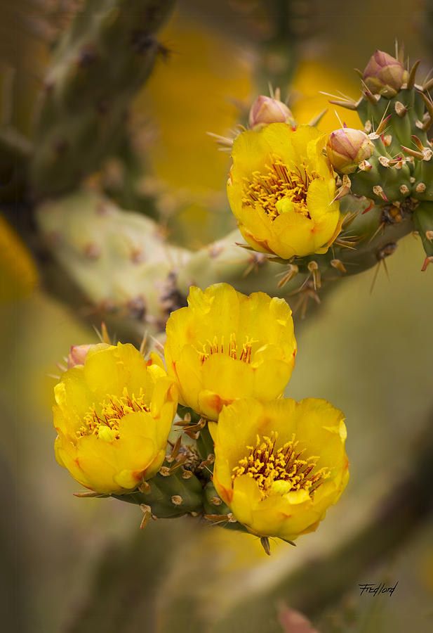 Cholla Amarillo Photograph by Fred J Lord