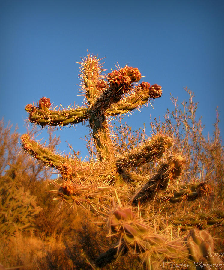 Cholla Arms Photograph by Aaron Burrows - Pixels