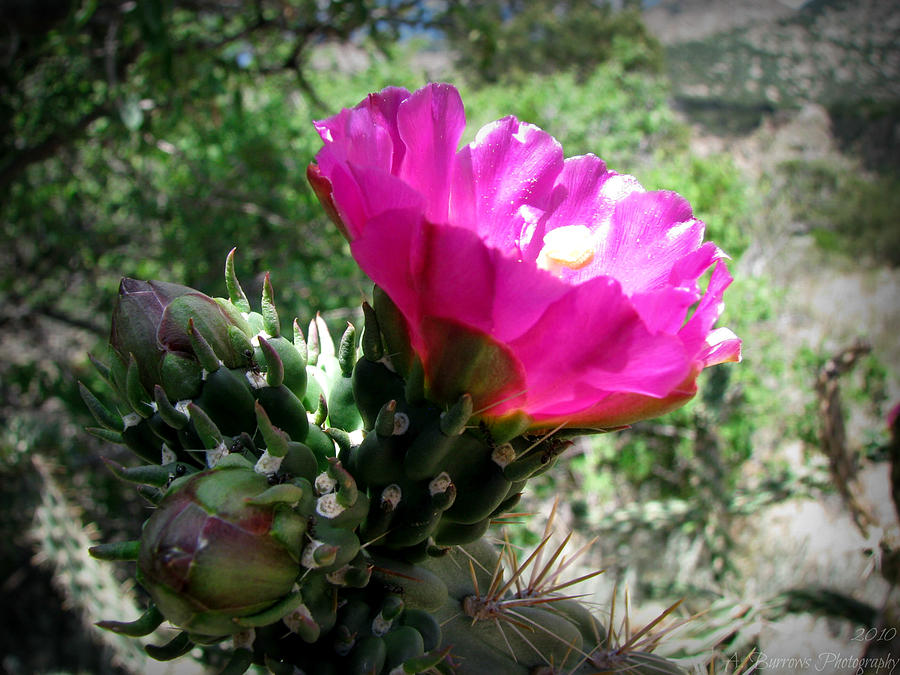 Cholla Bloom Photograph By Aaron Burrows - Fine Art America