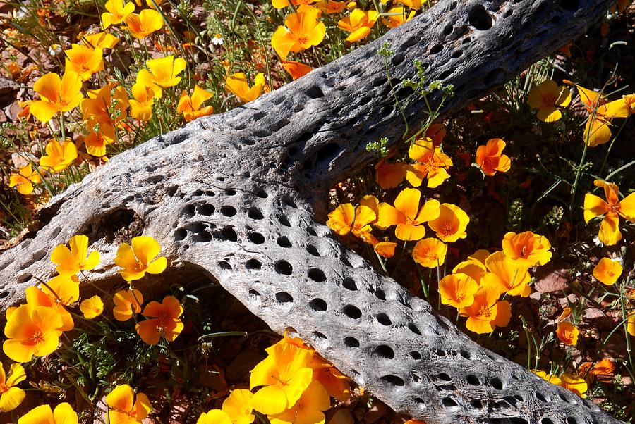 Spring Photograph - Cholla Bones and Poppies by T C Brown