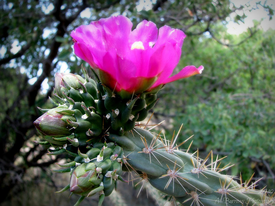 Cholla Buds Photograph by Aaron Burrows - Fine Art America