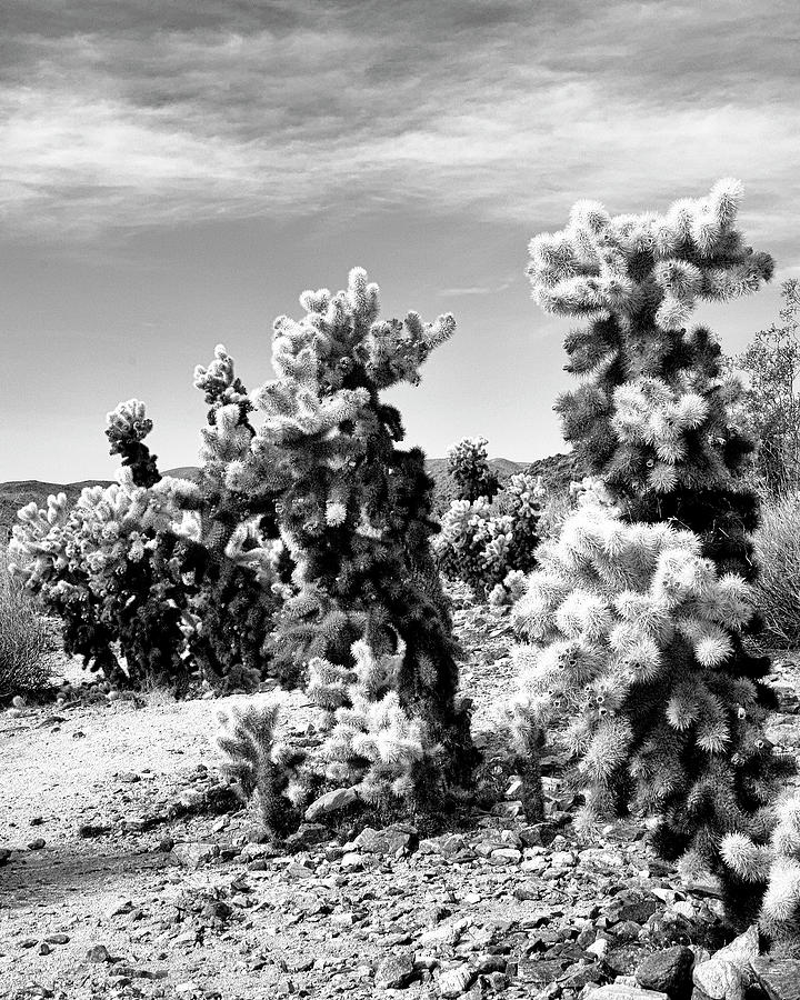 CHOLLA CYLINDERS Joshua Tree National Park CA Photograph by William Dey