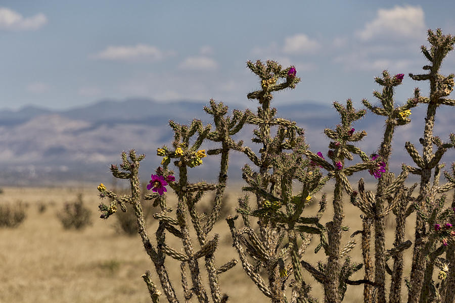 Cholla Cactus and Jemez Mountains 1 - Santa Fe New Mexico Photograph by Brian Harig