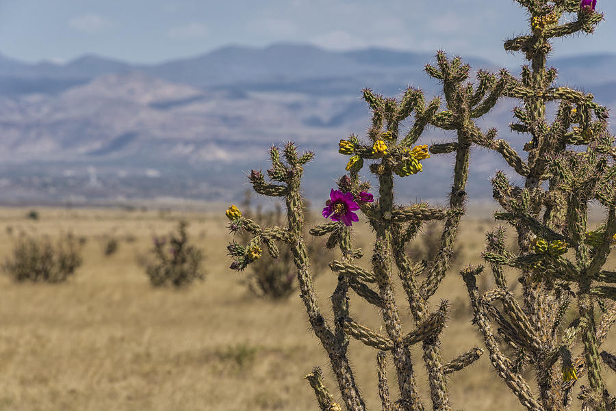 Cholla Cactus and Jemez Mountains 2 - Santa Fe New Mexico Photograph by Brian Harig