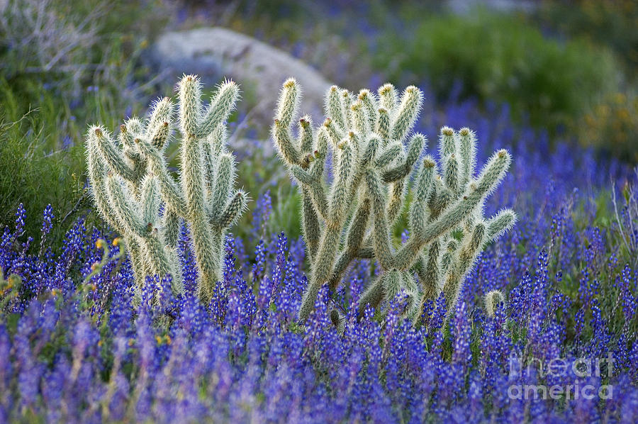 Cholla Cactus and Lupin Photograph by Craig Lovell