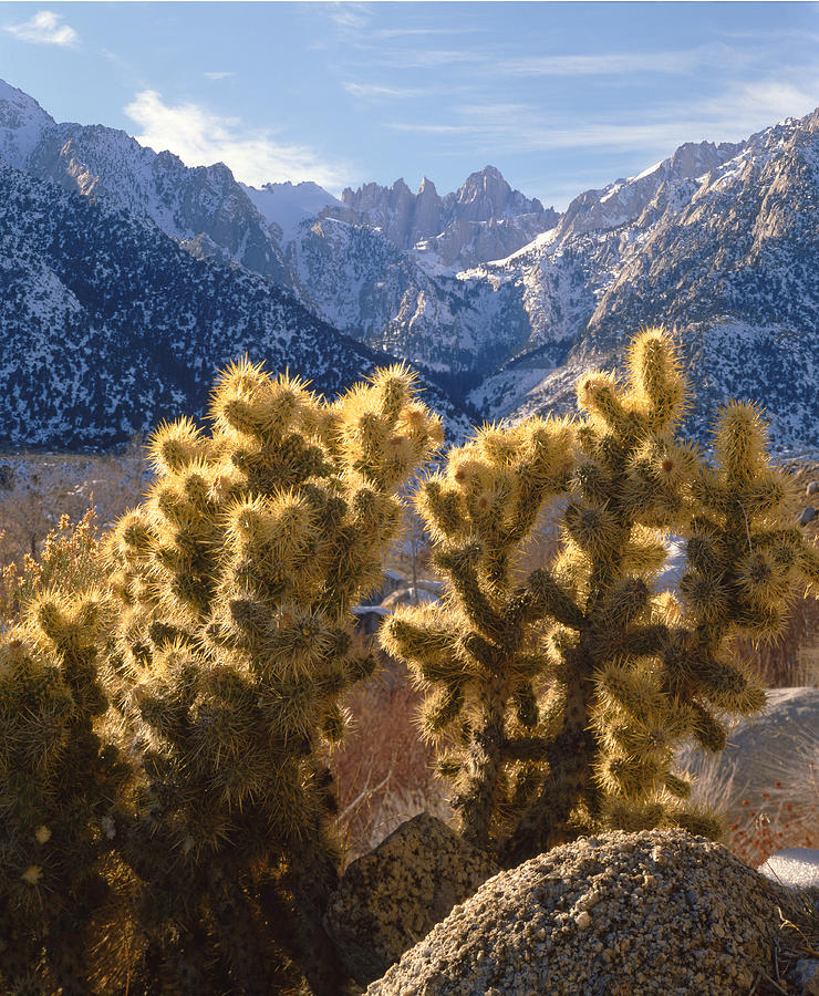 2M6417-Cholla Cactus before Mt. Whitney Photograph by Ed  Cooper Photography