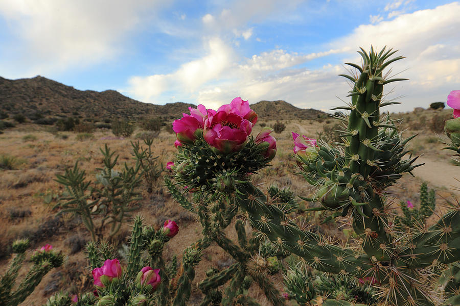 Cholla Cactus Blooming in the Sandia Foothills Photograph by Alan Vance Ley
