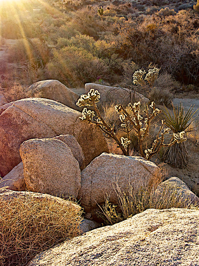 Cholla Cactus Catching Sunlight along Barker Dam Trail in Joshua Tree National Park, California #1 Photograph by Ruth Hager