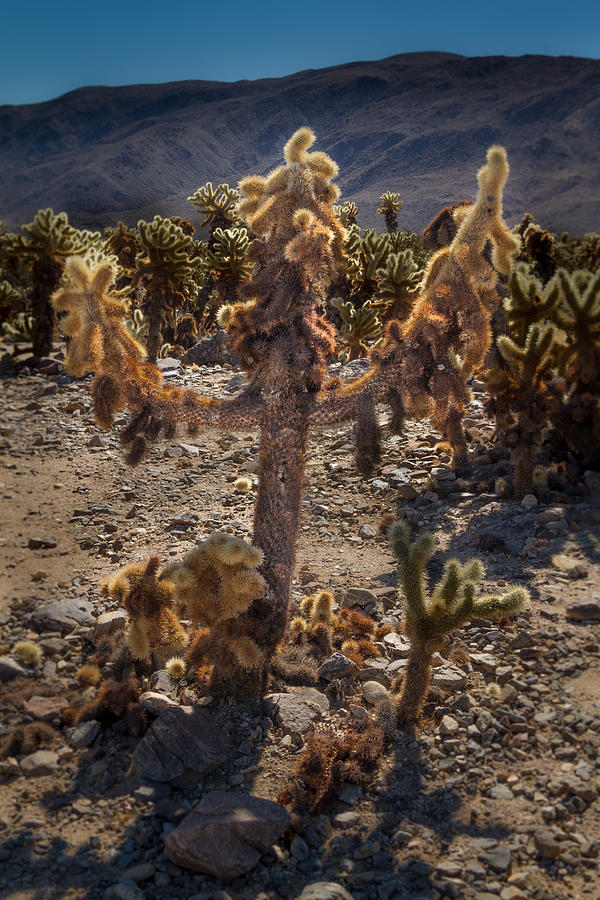 Cholla Cactus Cross Photograph by Roger Mullenhour