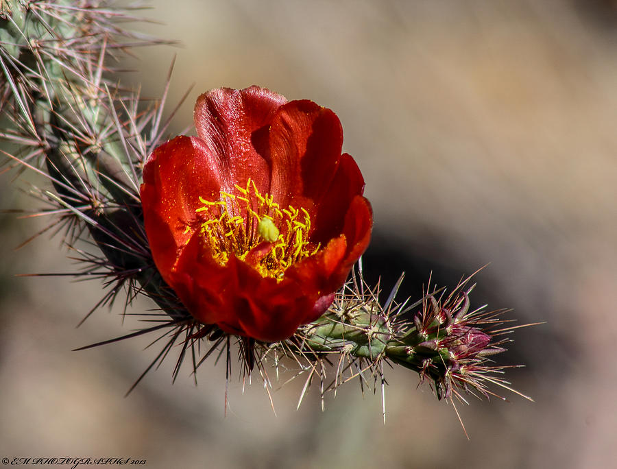 Cholla Cactus Photograph by Elaine Malott