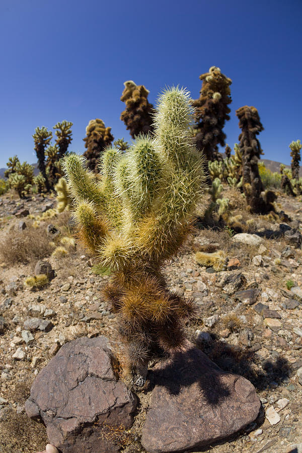 Flower Photograph - Cholla Cactus Family by Scott Campbell